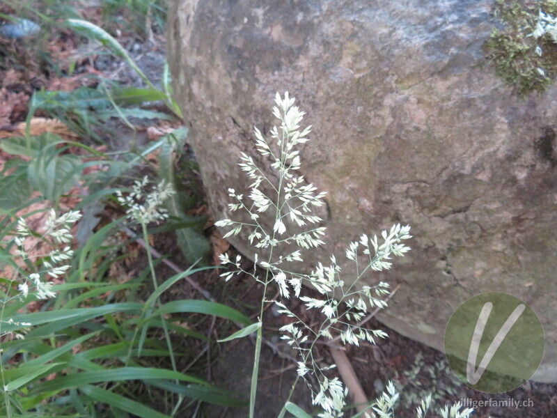 Wolliges Honiggras: Übersicht